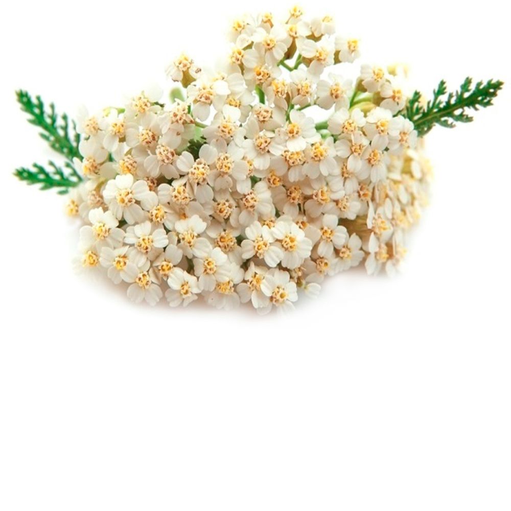 Экстракт тысячелистника