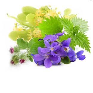 Экстракты фиалки, липы, крапивы, хвоща, лопуха