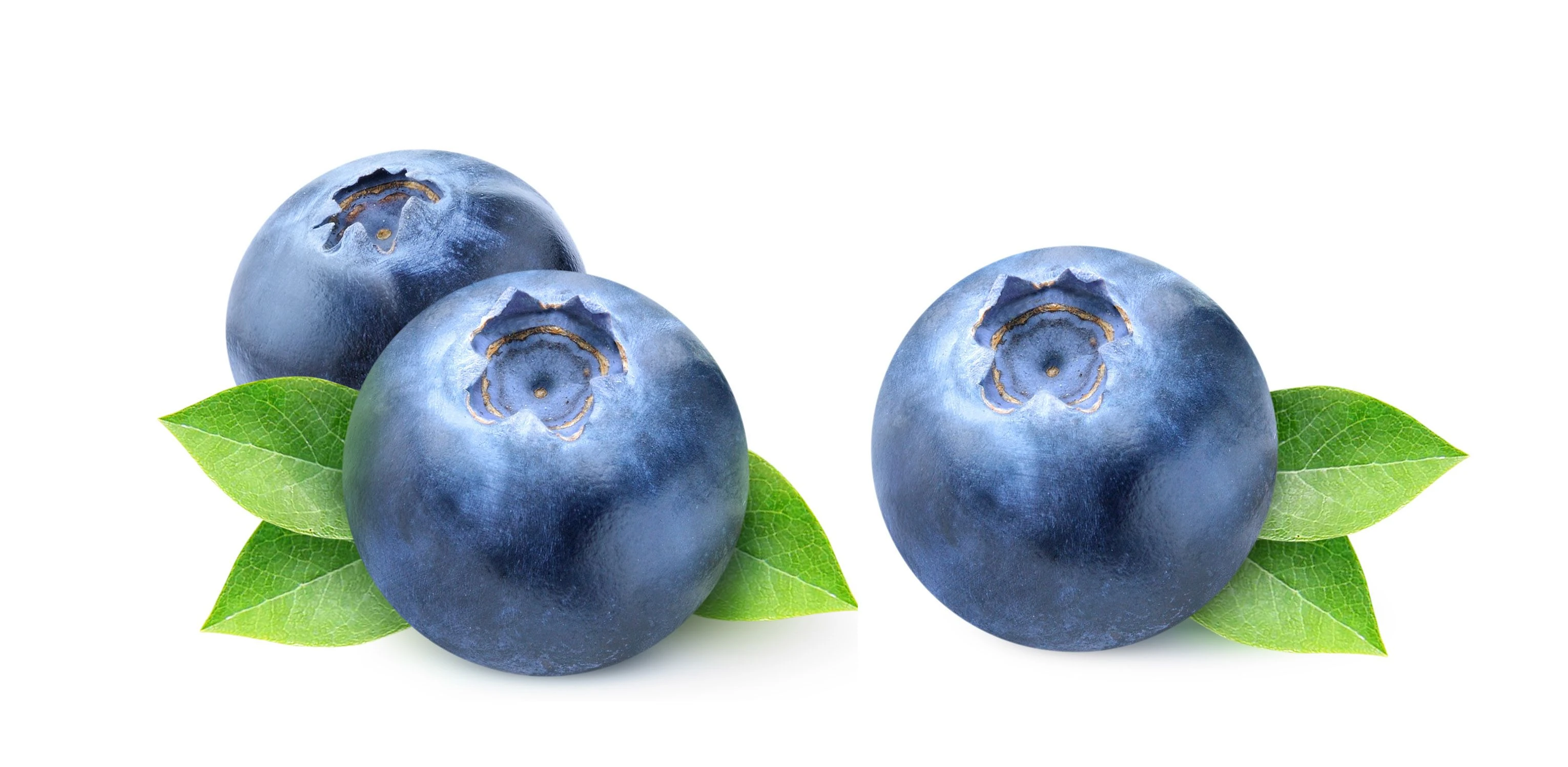 Экстракт черники