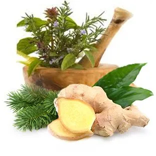 Экстракты пихты сибирской, имбиря, сабельника, лопуха