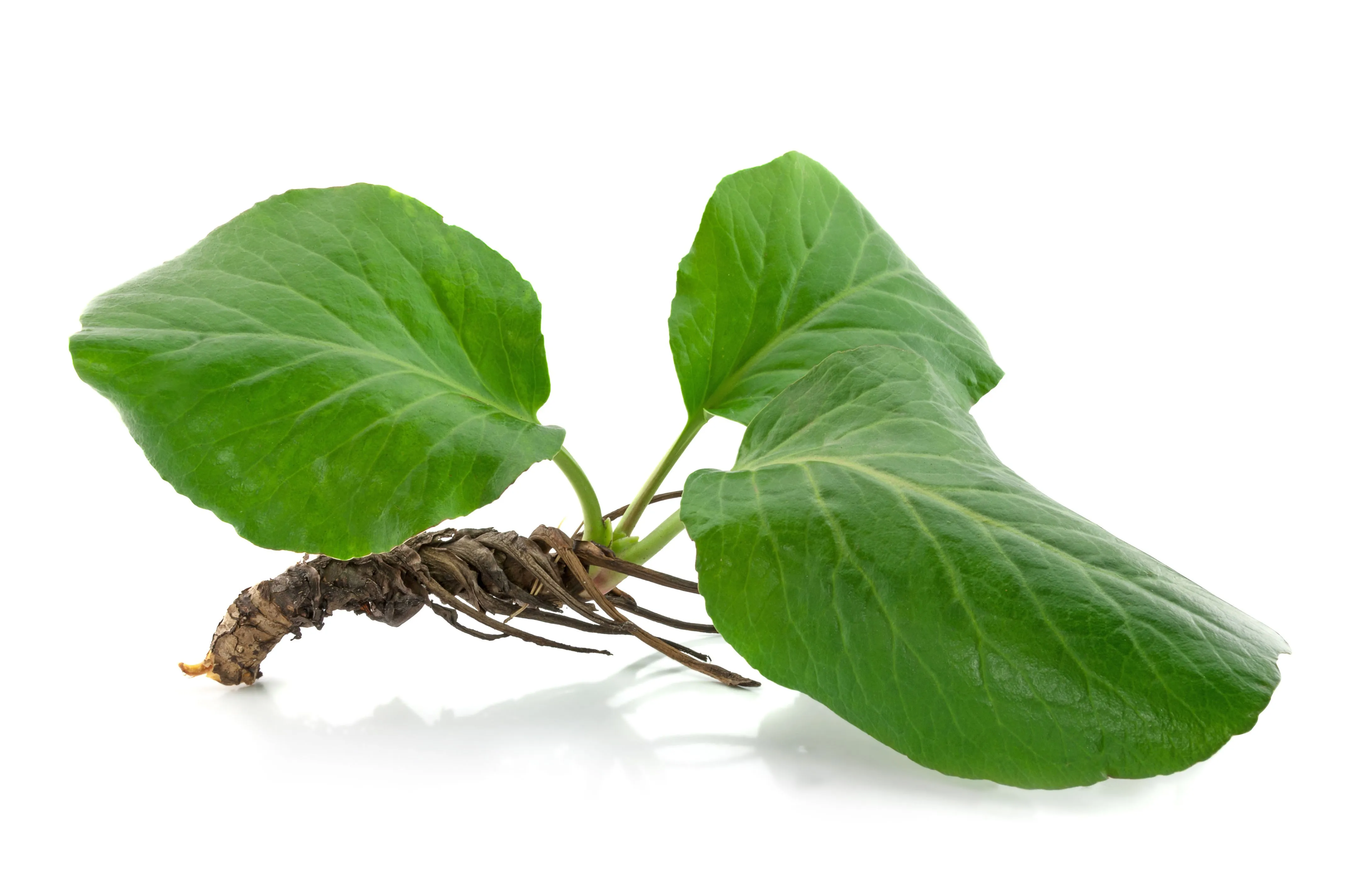 Лист бадана