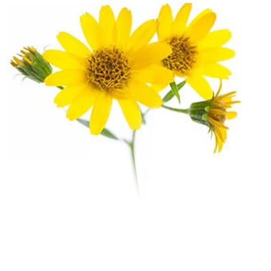 Экстракт арники