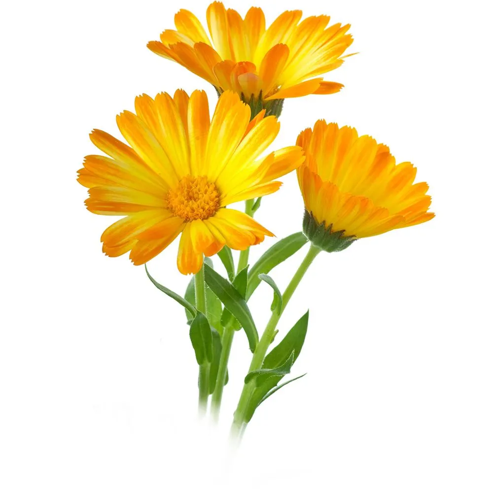 Экстракт календулы