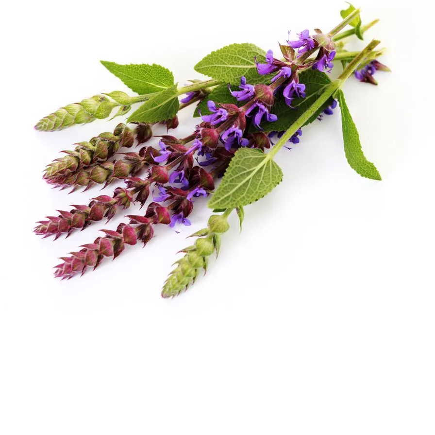 Экстракт шалфея 