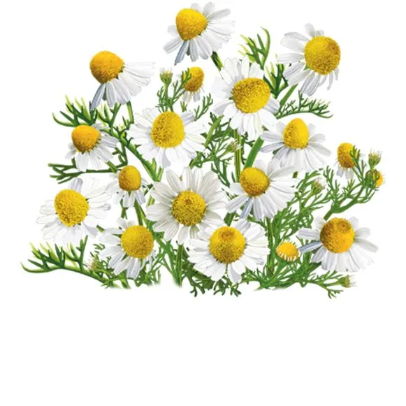 Экстракт ромашки